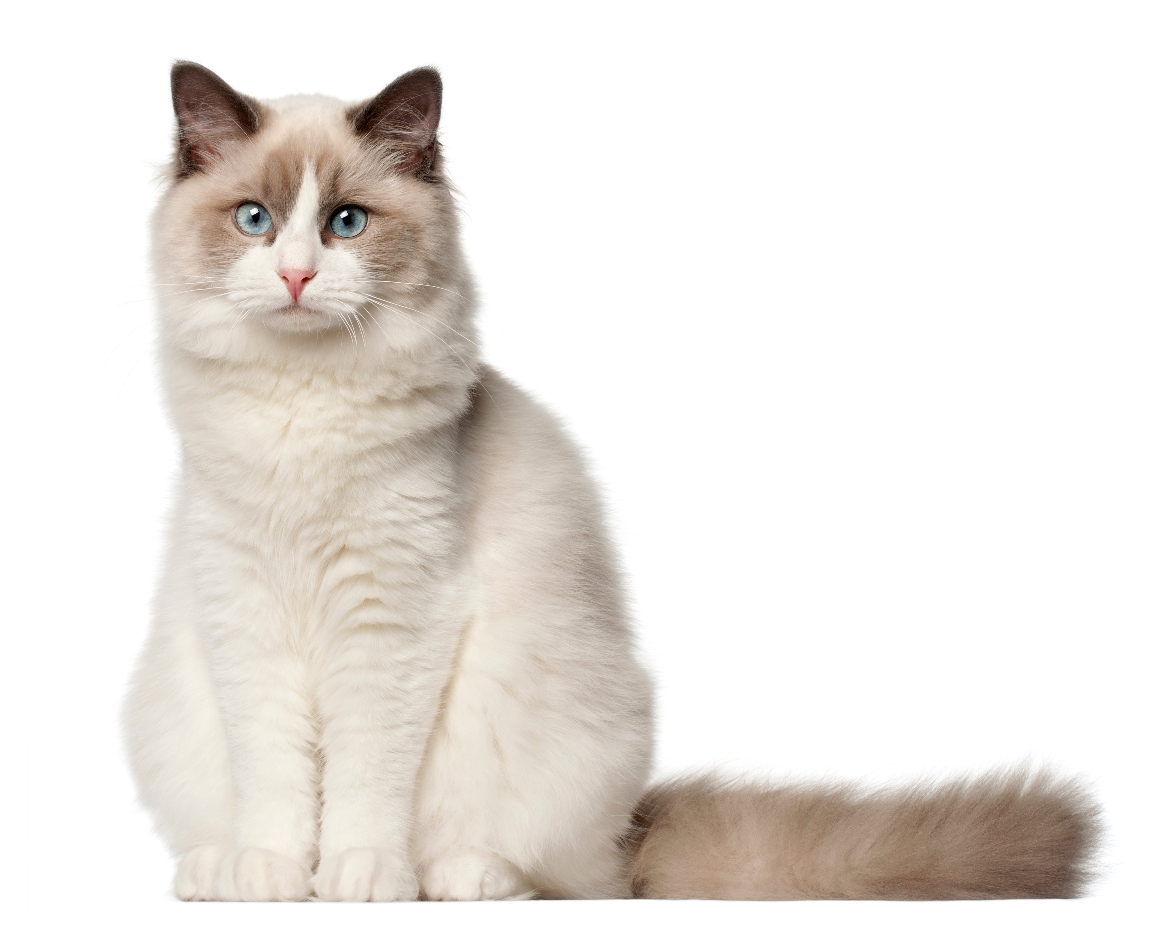 Ragdoll Cat Breed Adoption Information Petfinder